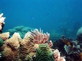 Подводный мир Кубы Подводный мир Кубы